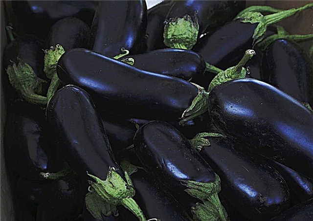 Description of eggplant Japanese dwarf
