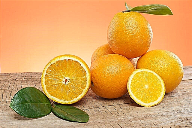 ¿Por qué sueñan las naranjas?