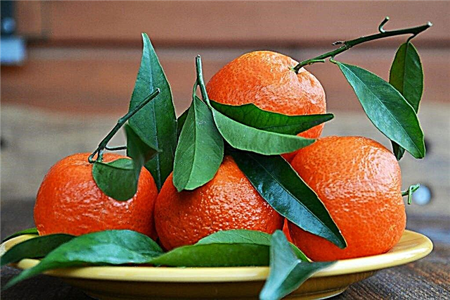 Characteristics of red mandarin