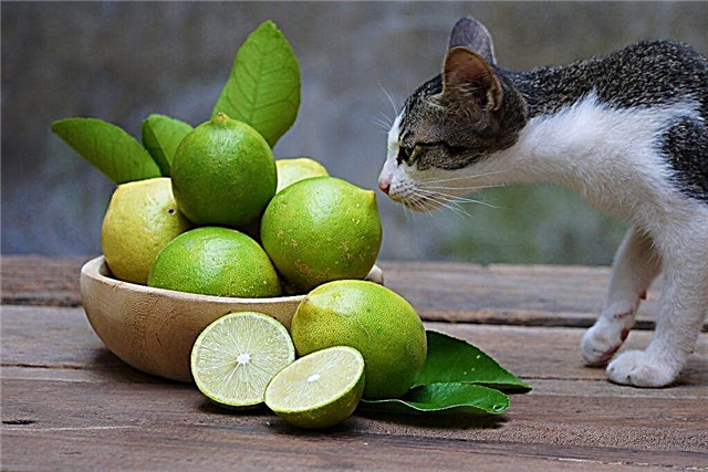 Цитрусов аромат за котки