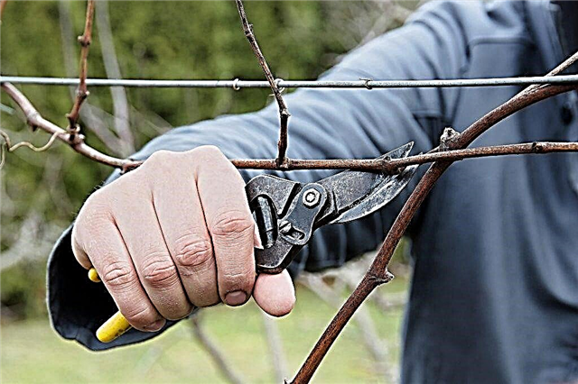 Features of pruning grapes