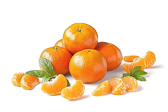 Uživanje mandarin za hujšanje