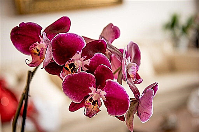 Sol ou sombra adequado para orquídeas