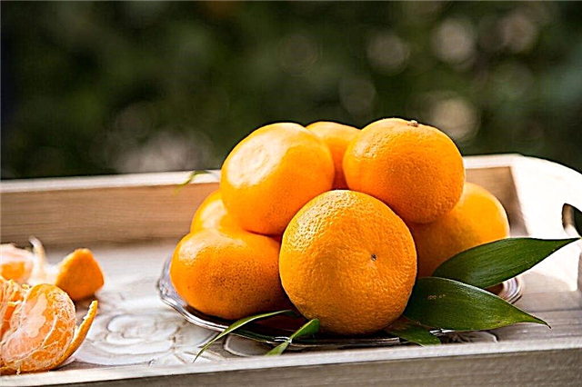 Are tangerines harmful to the pancreas