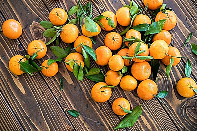 Interpretation of dreams about tangerines