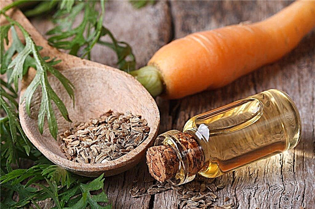 Application of carrot seed oil