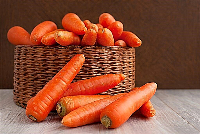 Baltimore f1 descrição da variedade de cenoura