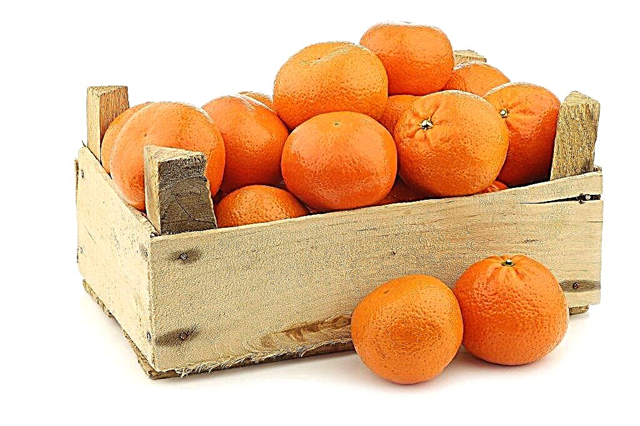 Armazenando tangerinas em casa