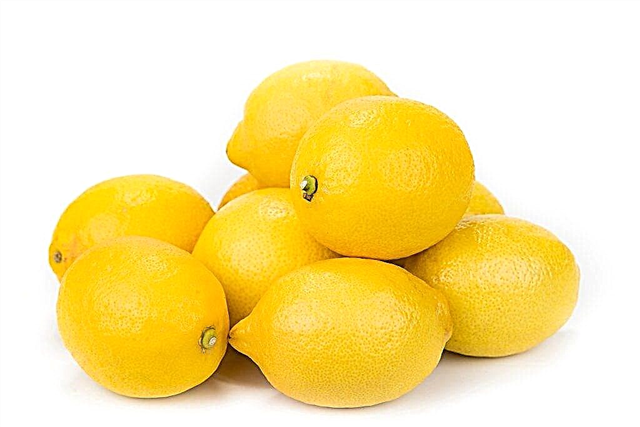 Proč citrony sní