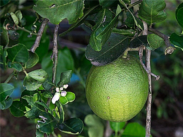 How to grow a pomelo from a stone at home