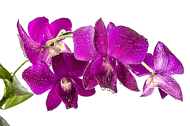 Regras para o cultivo de orquídeas Dendrobium