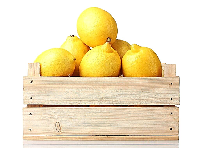 Armazenando limão em casa