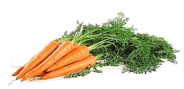 Que variedades de cenouras são adequadas para a Sibéria