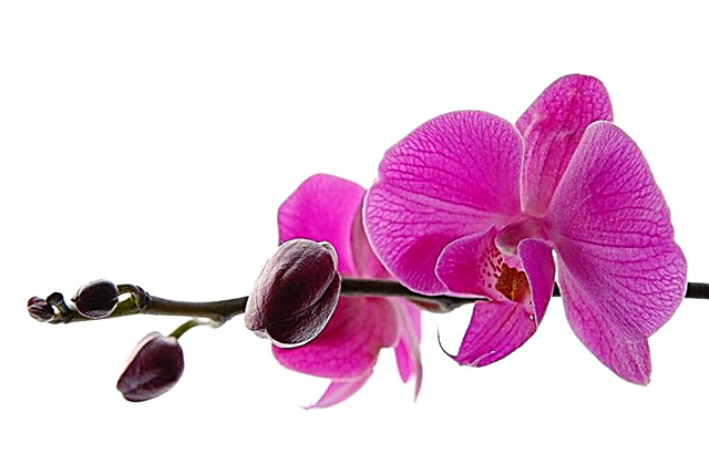 Reasons for dropping buds in orchids
