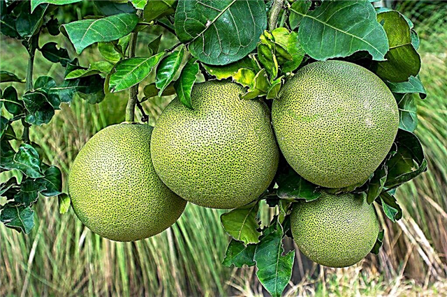 Origin and properties of pomelo