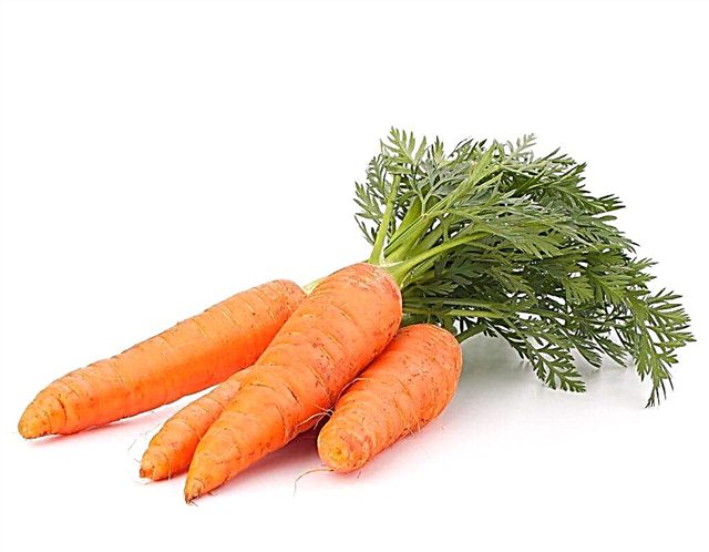 Eating carrots for gastritis