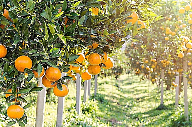 Soorten sinaasappelen
