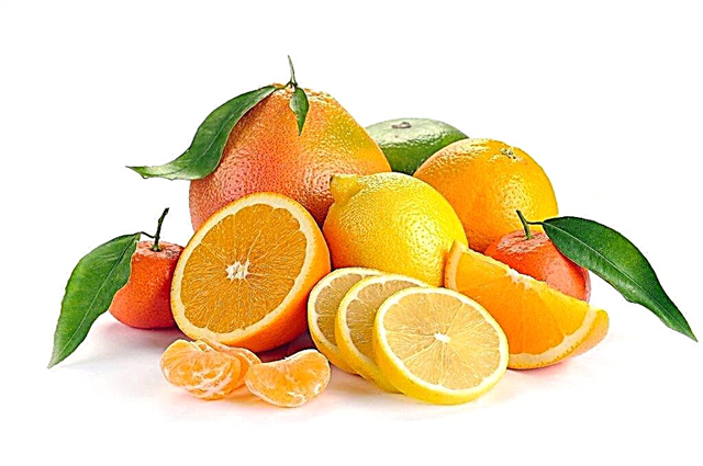 Citrus fruits on the child's menu