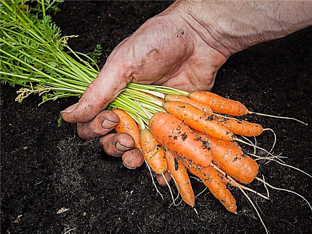 Harvesting carrots according to the lunar calendar