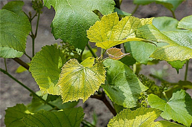Causes of yellowing of grape leaves
