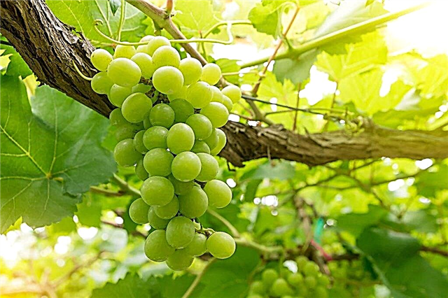 Description of the grape variety Producer