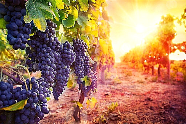 Svjetski vinogradi i vinarstvo