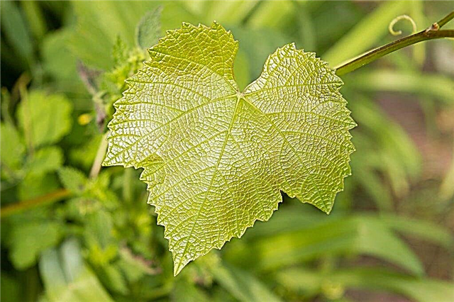 Why do grapes have light leaves