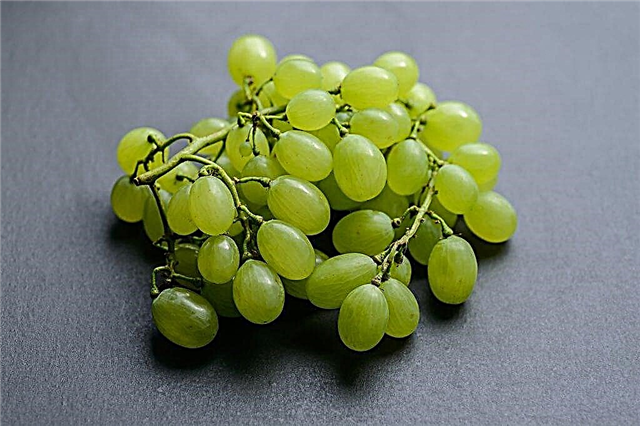 Growing grapes Daria