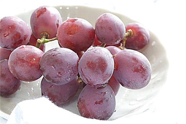 Descripción de las uvas Red Globe