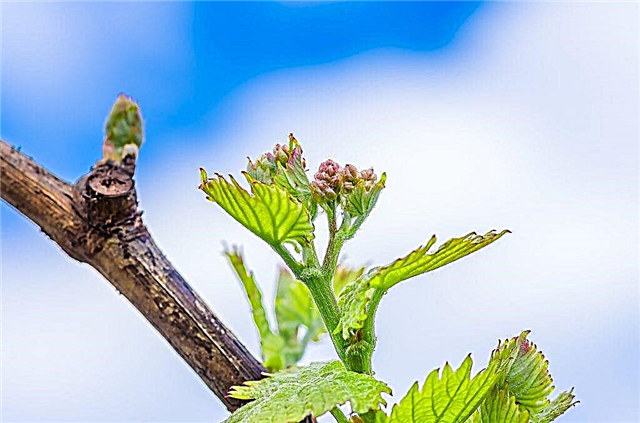 Терминът и методите на щипка грозде