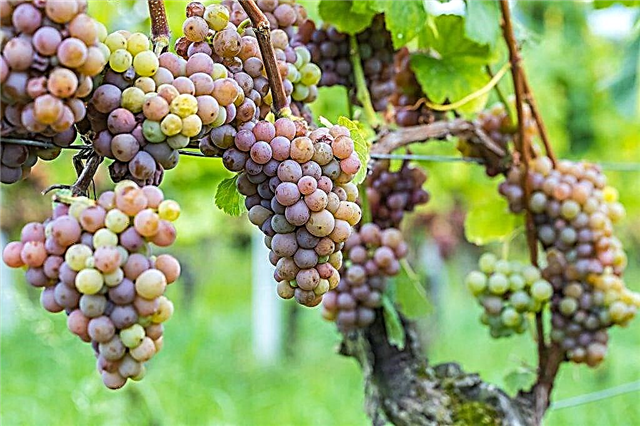 Description of grapes Nakhodka