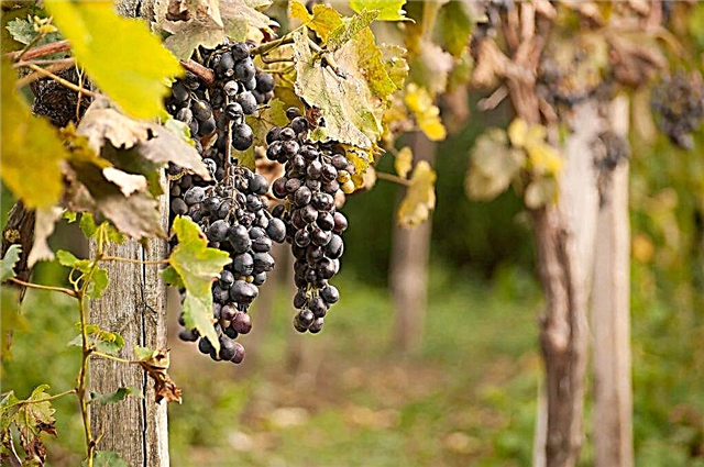 Cara membuahi anggur di musim gugur