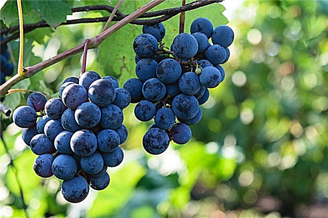 Como cultivar uvas Northern Shoulder