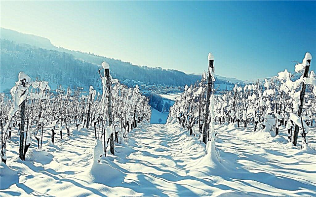 Veidi, kā paslēpt vīnogas ziemai Maskavas reģionā