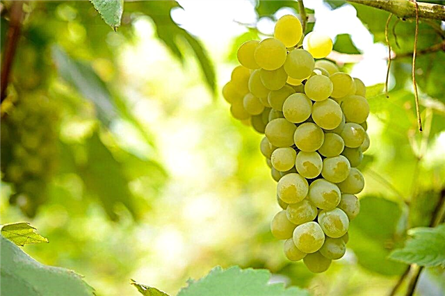 Descripción de la variedad de uva Bianca