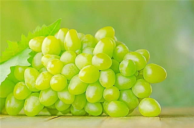 Descripción de la variedad de uva Krasa Dona