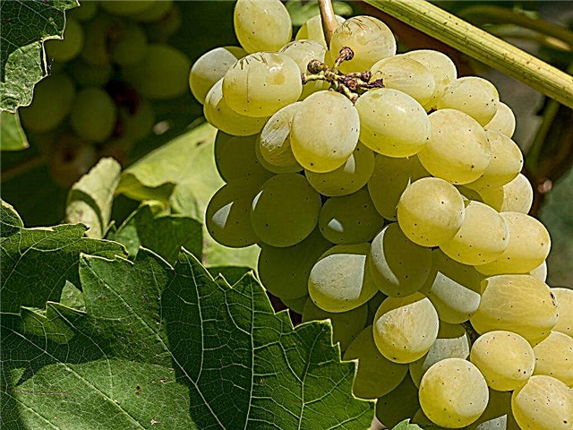 A Nastya szőlőfajtájának jellemzői