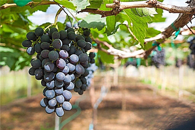 Tsimlyansky black grape