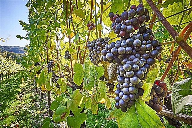 Description of the grape variety Augusta