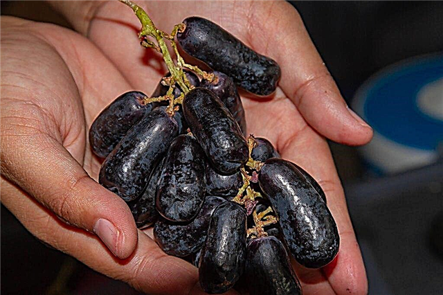 Velika grape variety