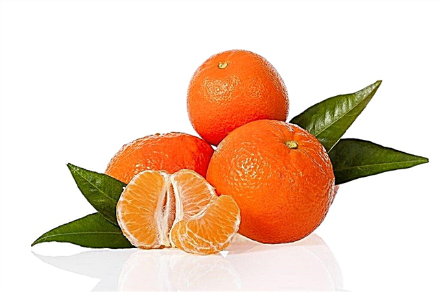 Moroccan tangerines