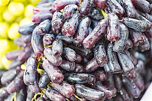 Características de las uvas Dedos de bruja