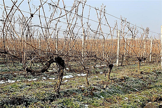 Bila dan bagaimana membuka anggur selepas musim sejuk