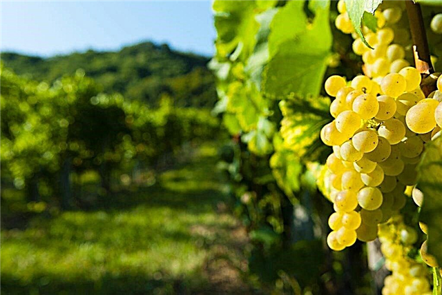 Jak uprawiać winogrona Sponsor
