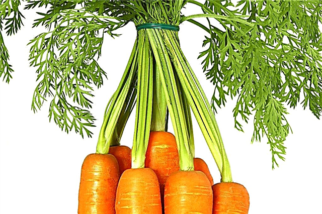 Characteristics of the root system of carrots