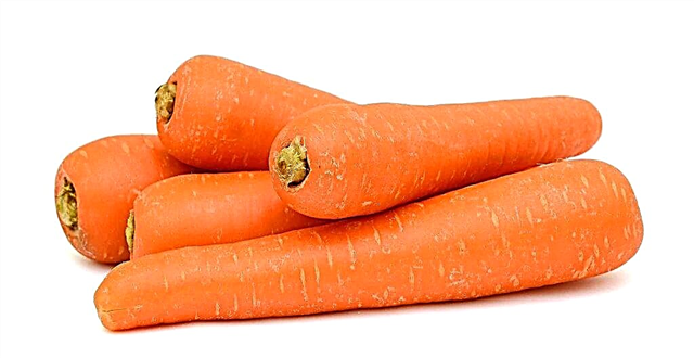Descrição de cenouras Tushon