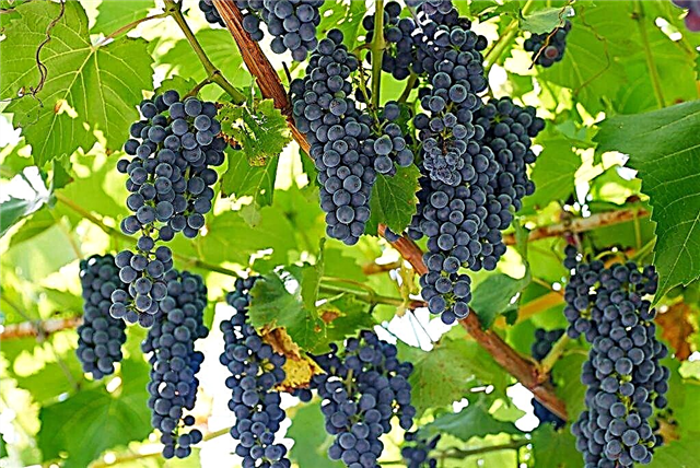 Características de la variedad de uva Marquette.