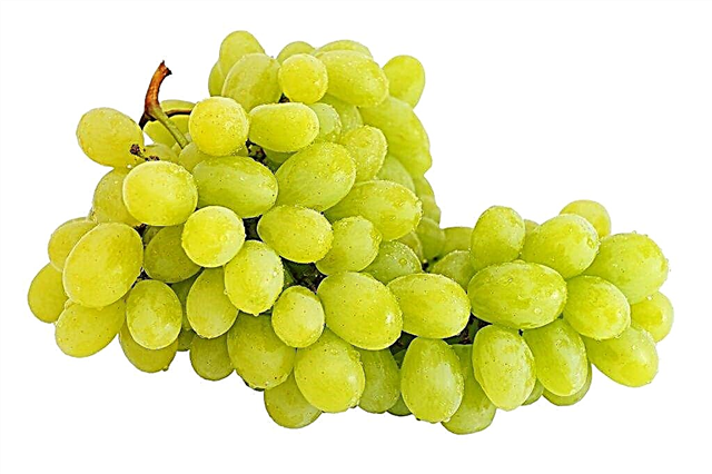 Charakteristika odrůdy hroznů Magaracha Citronny