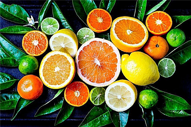 ¿Qué frutas cítricas hay?