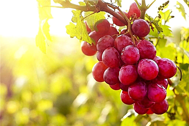 As melhores variedades de uvas para a região de Moscou